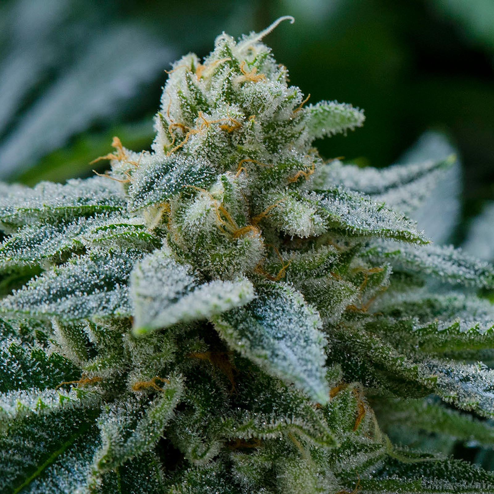 Key Lime Pie